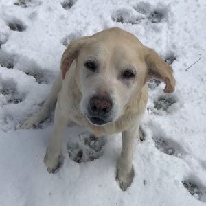 Meet your Posher, Cambelle